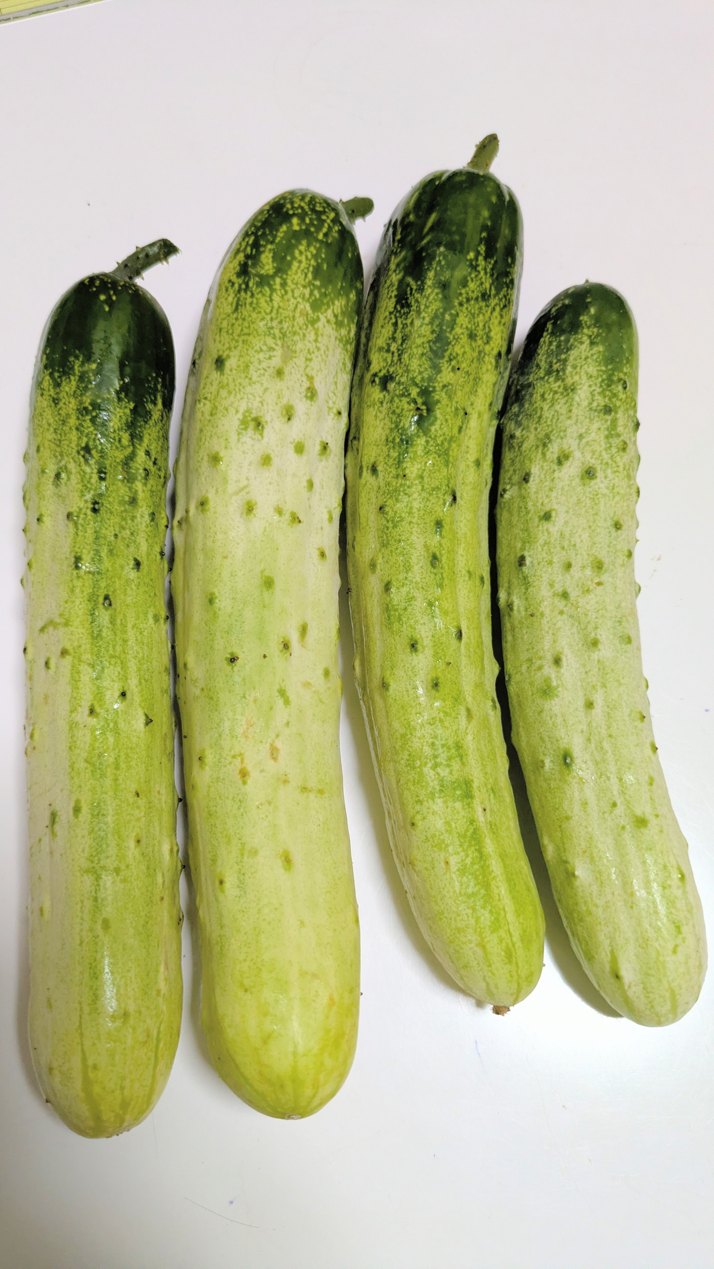 半白胡瓜(はんじろきゅうり)